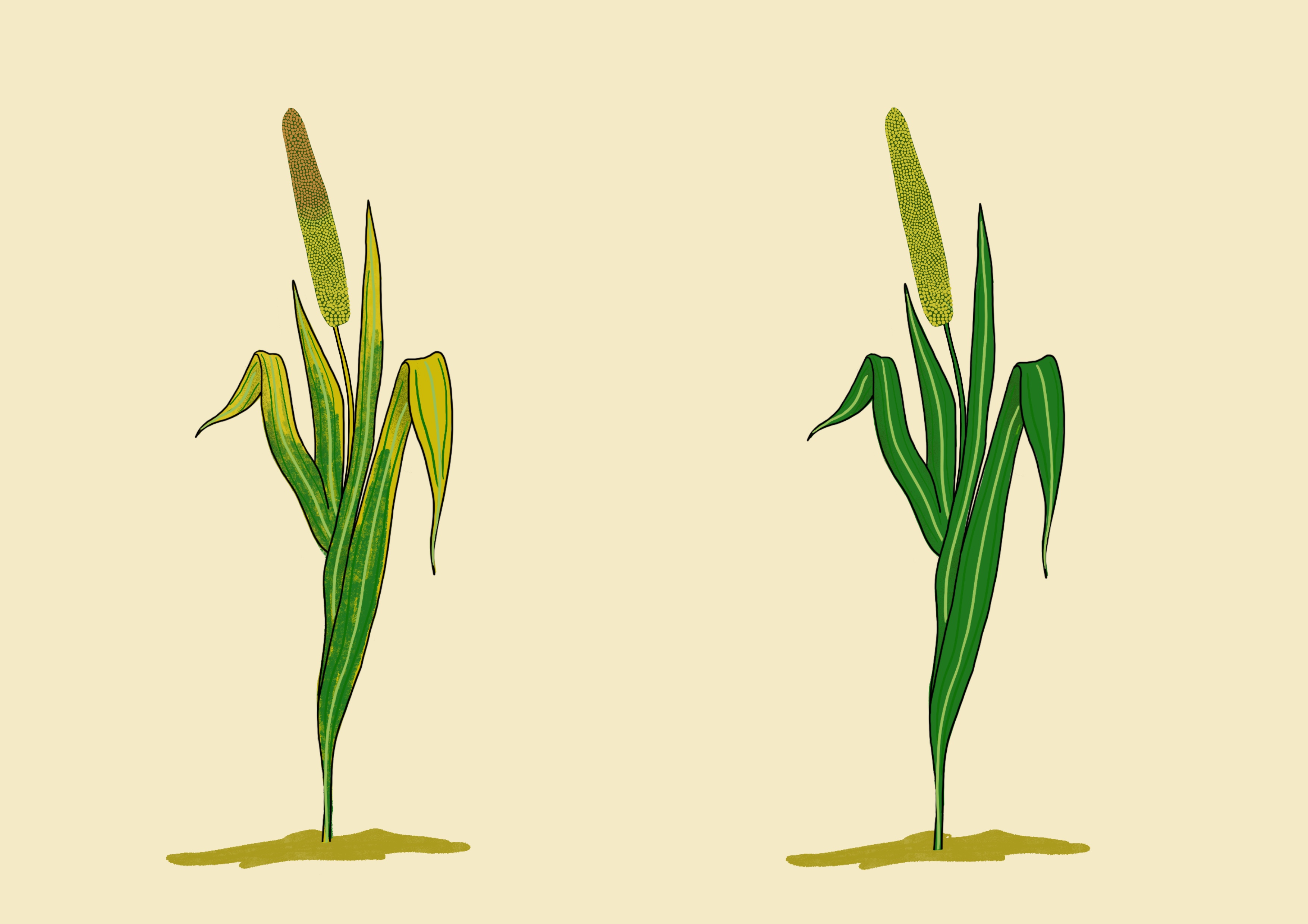 Millet maturity
